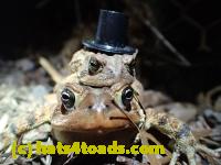 /home//u458753944/public_html/sourcegallery//Roxborough Toad Detour/2013-2019/2016/2016-03-31/P3310637.JPG